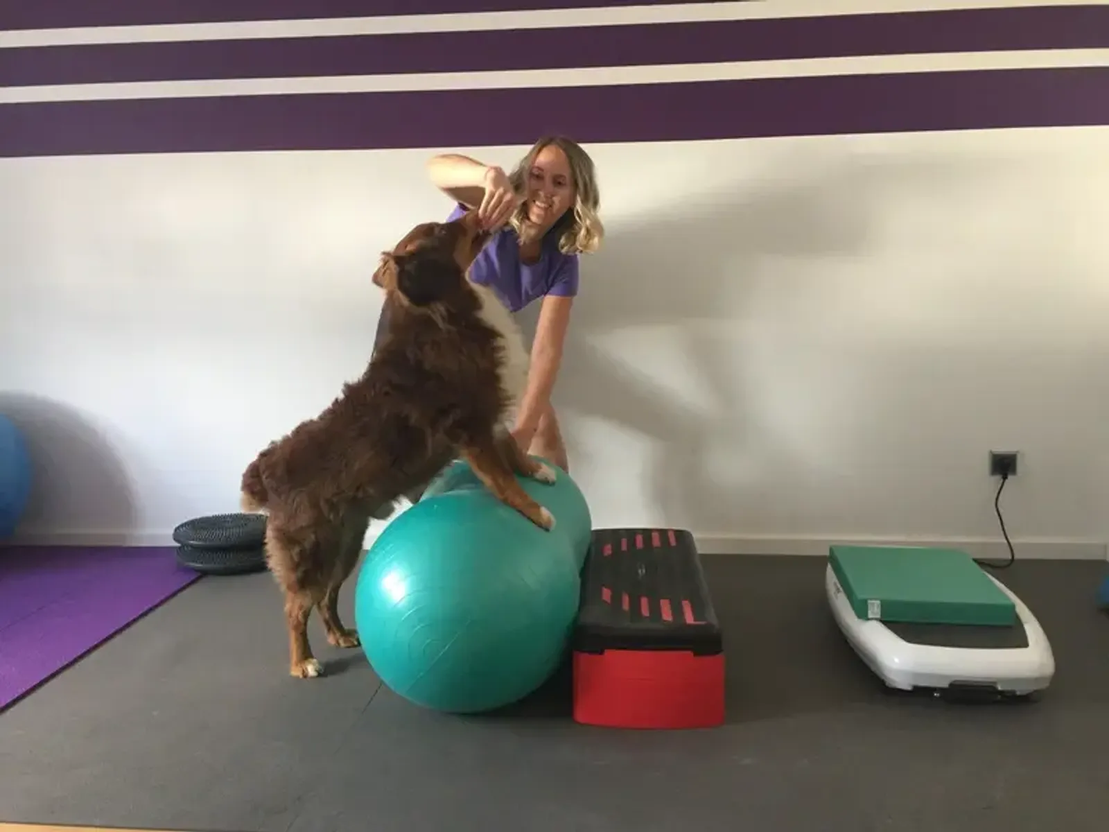 Arthrosebehandlung beim Hund — Physiotherapie für mehr Beweglichkeit